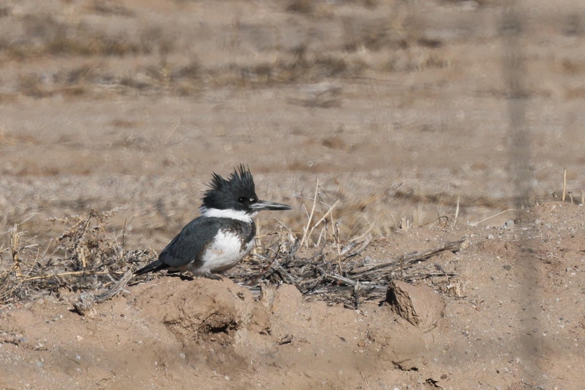 Belted Kingfisher - ML530982081