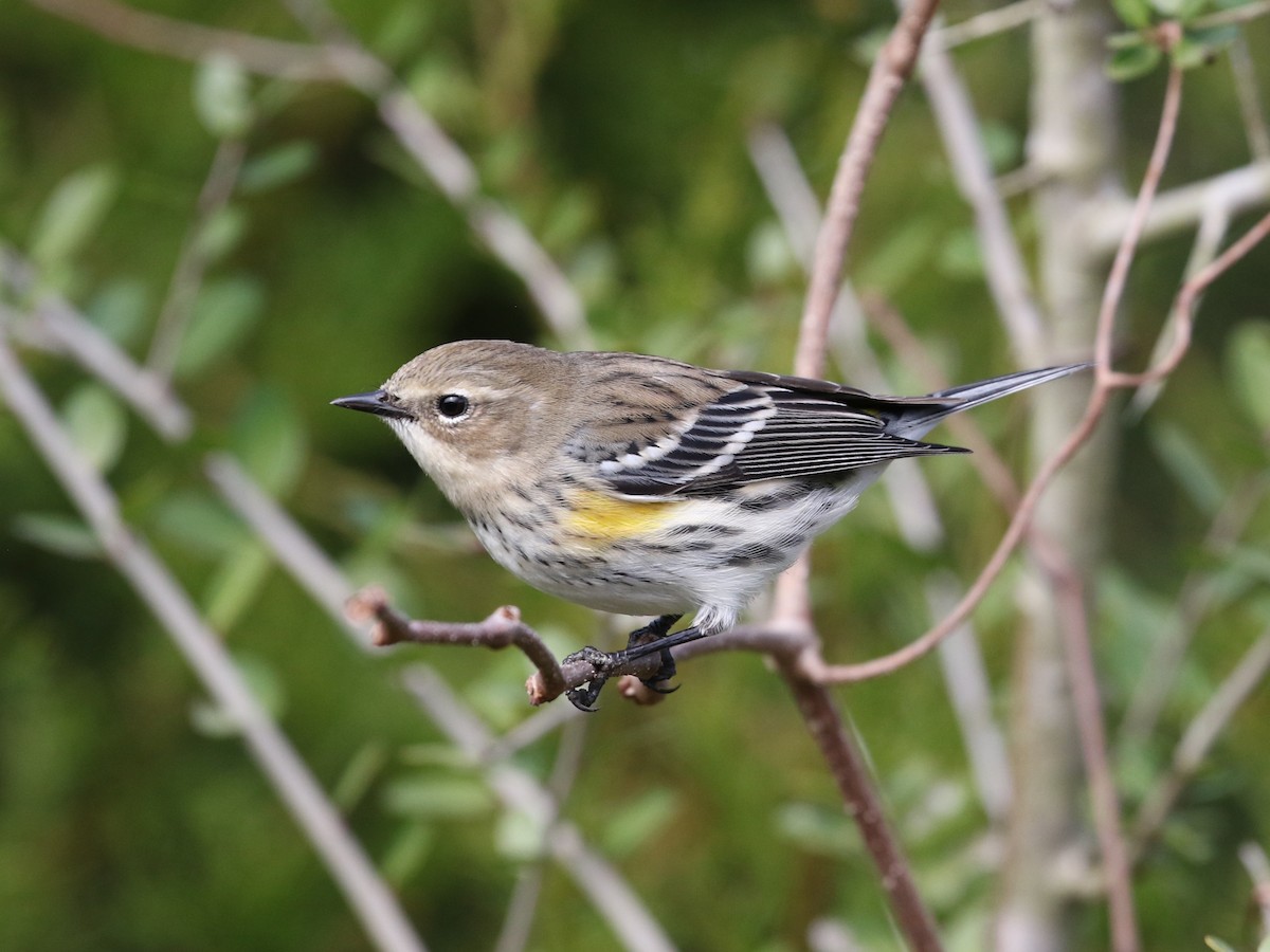 Yellow-rumped Warbler (Myrtle) - ML530983131