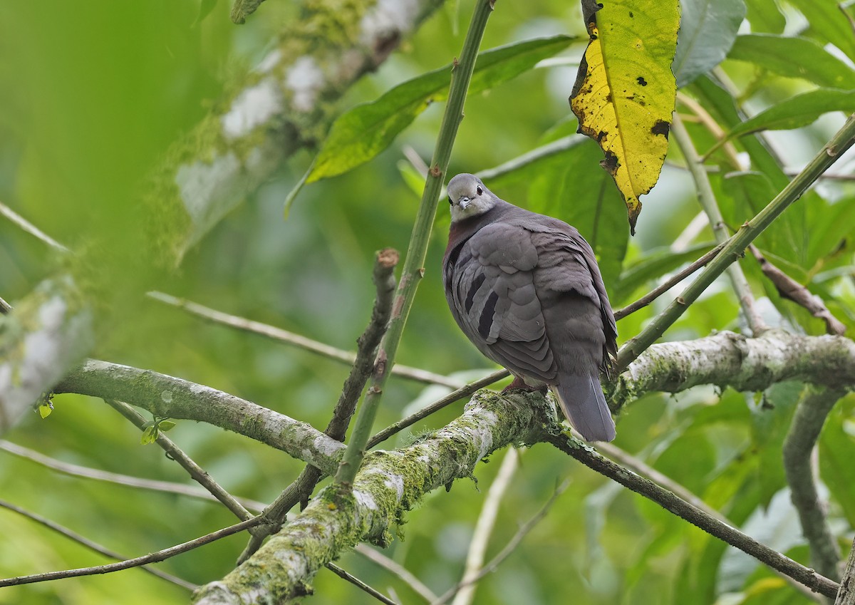 Maroon-chested Ground Dove - ML530984341