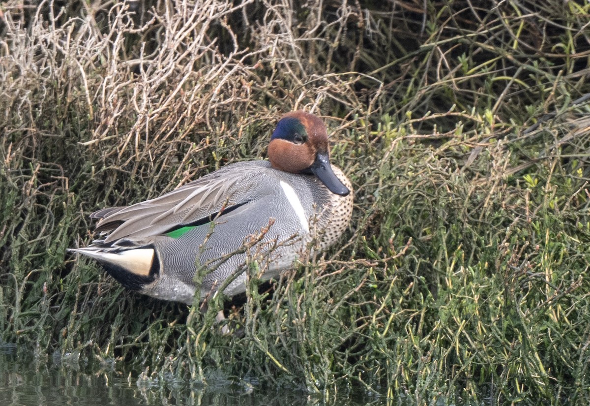 Green-winged Teal - ML530986221