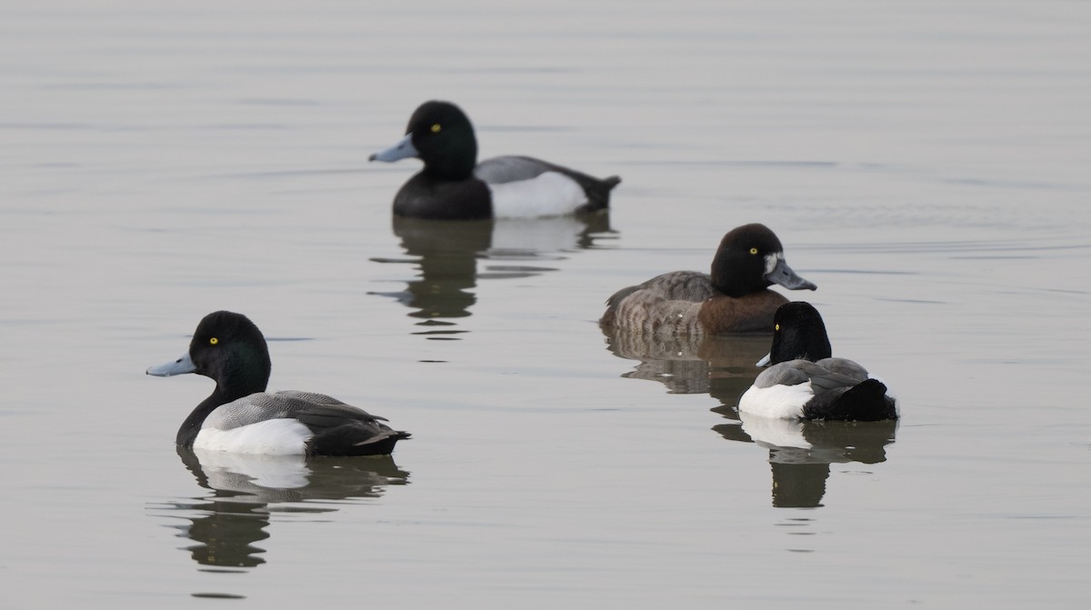 Greater Scaup - ML530986241
