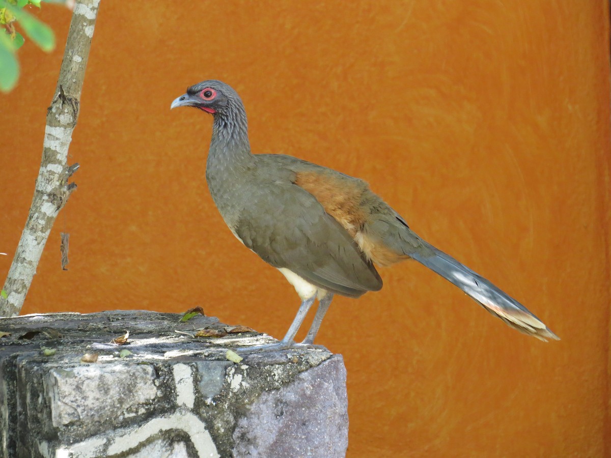 West Mexican Chachalaca - ML530987241