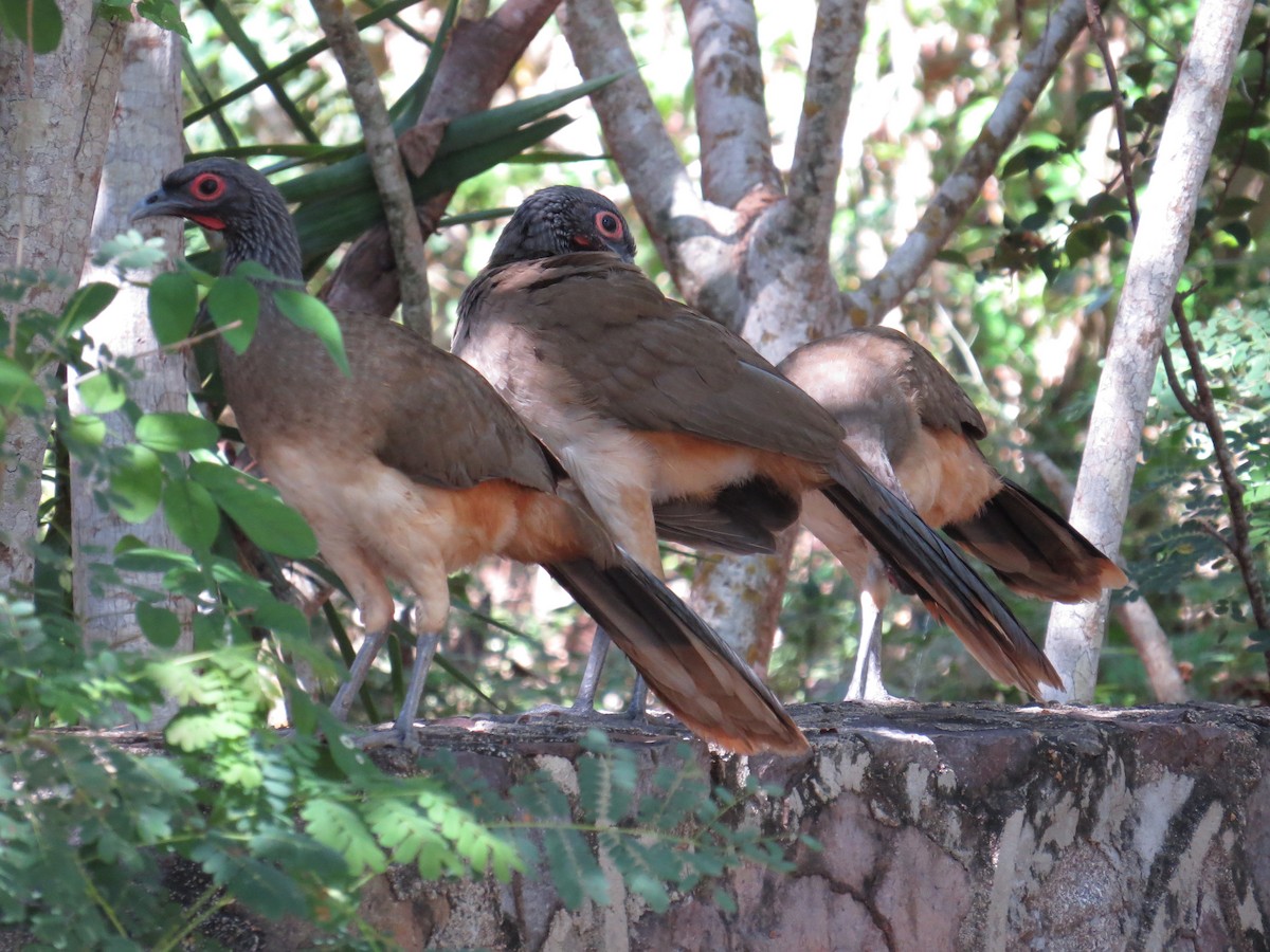 West Mexican Chachalaca - ML530987251