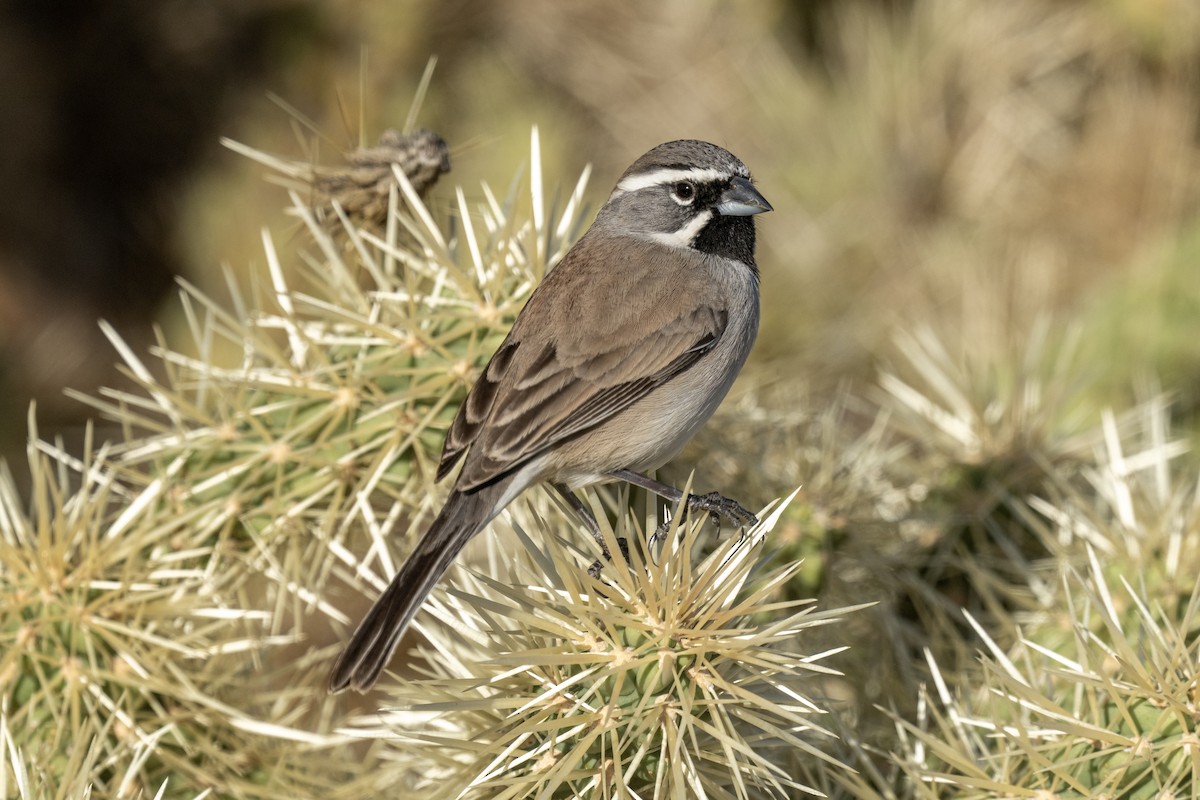 Black-throated Sparrow - ML530994791