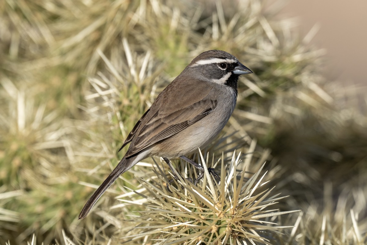 Black-throated Sparrow - ML530994801