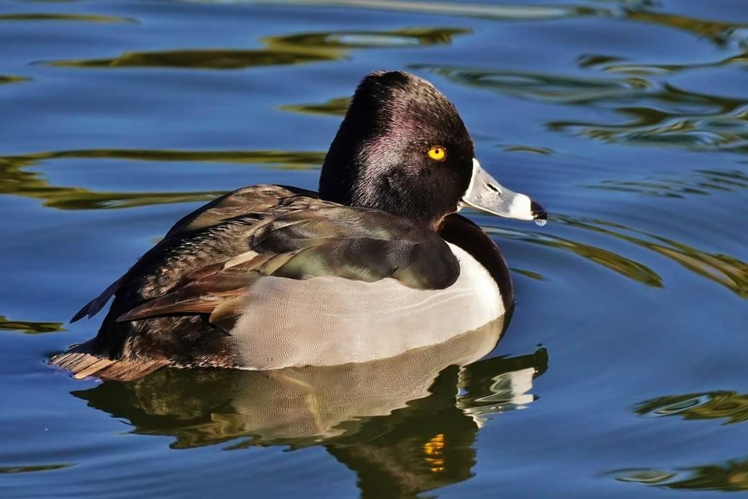 Ring-necked Duck - ML530996511