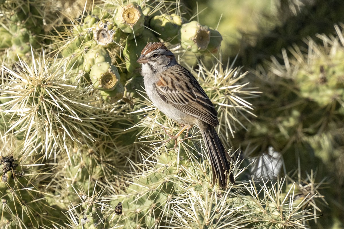 Rufous-winged Sparrow - ML530997441