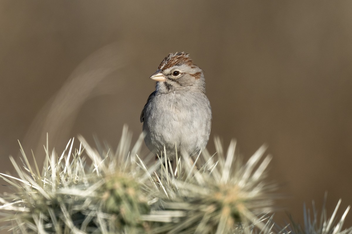 Rufous-winged Sparrow - ML530998051