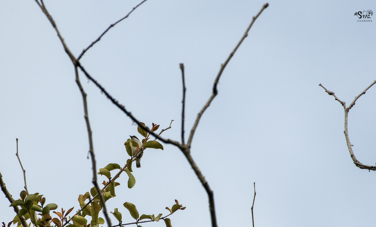Red-keeled Flowerpecker - Siva Chandra  AV