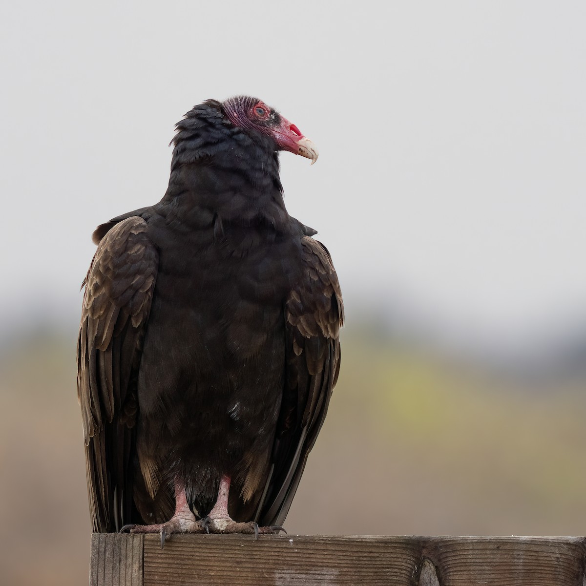 Turkey Vulture - ML530999781