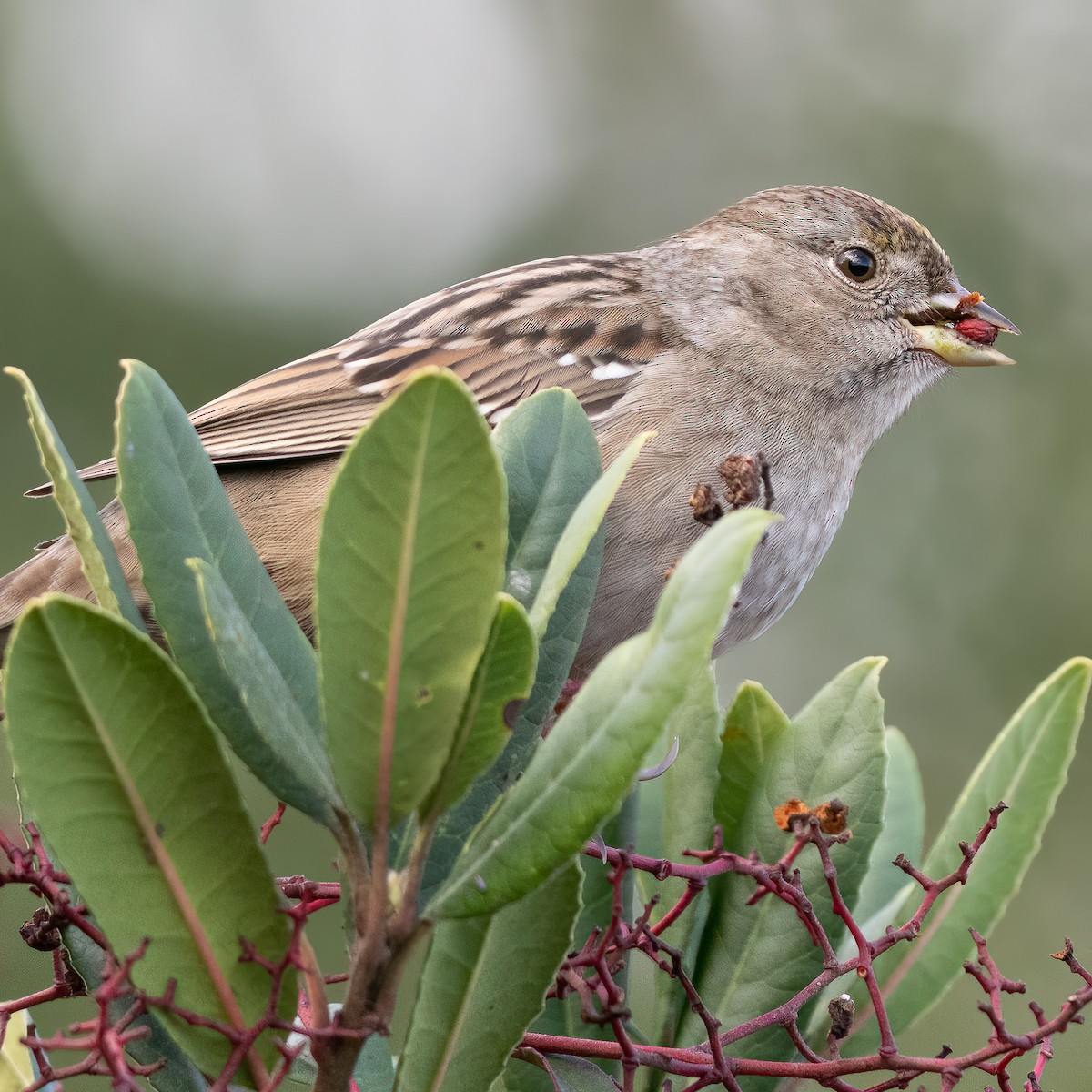 Golden-crowned Sparrow - ML530999871