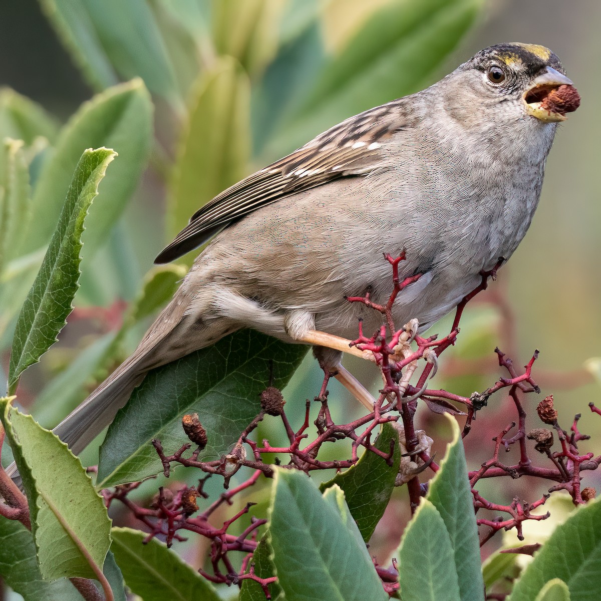 Golden-crowned Sparrow - ML530999891
