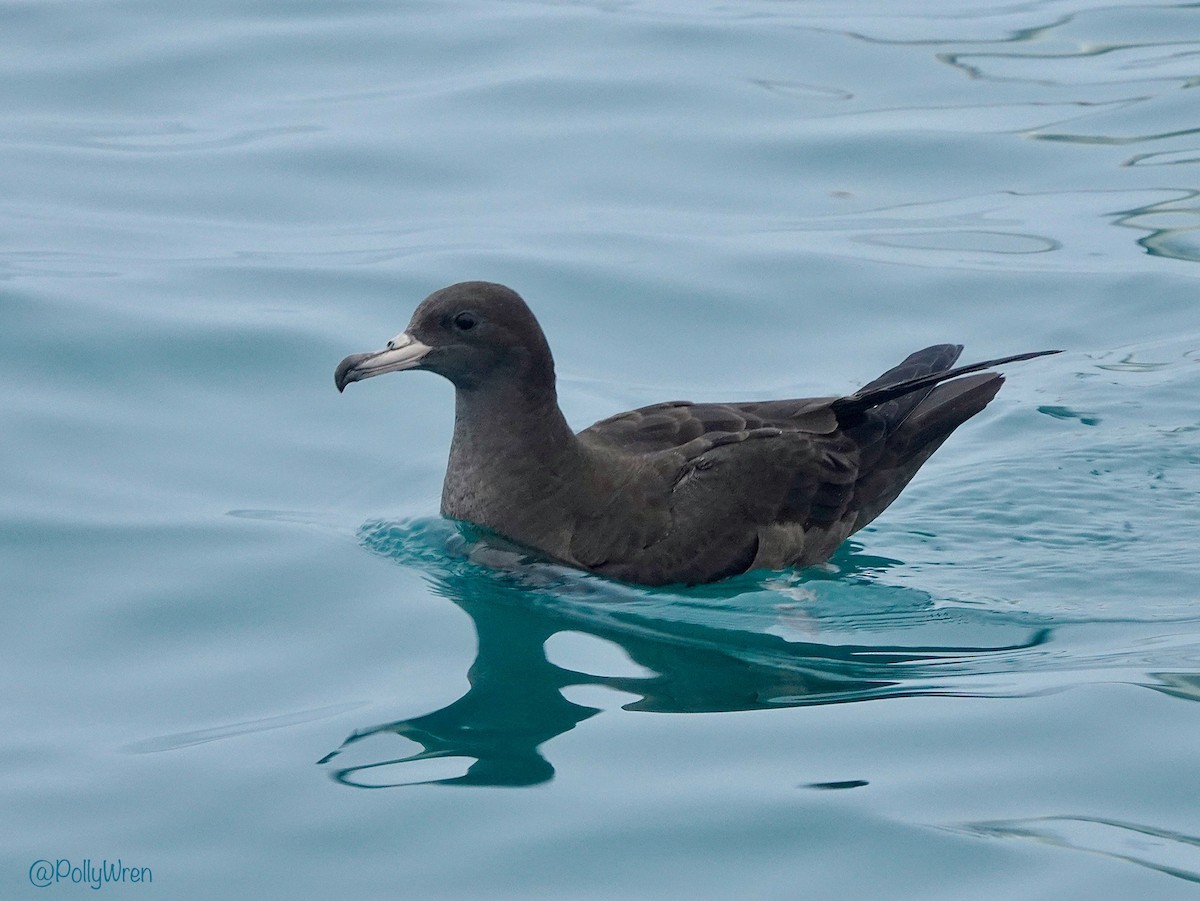Flesh-footed Shearwater - ML531000451