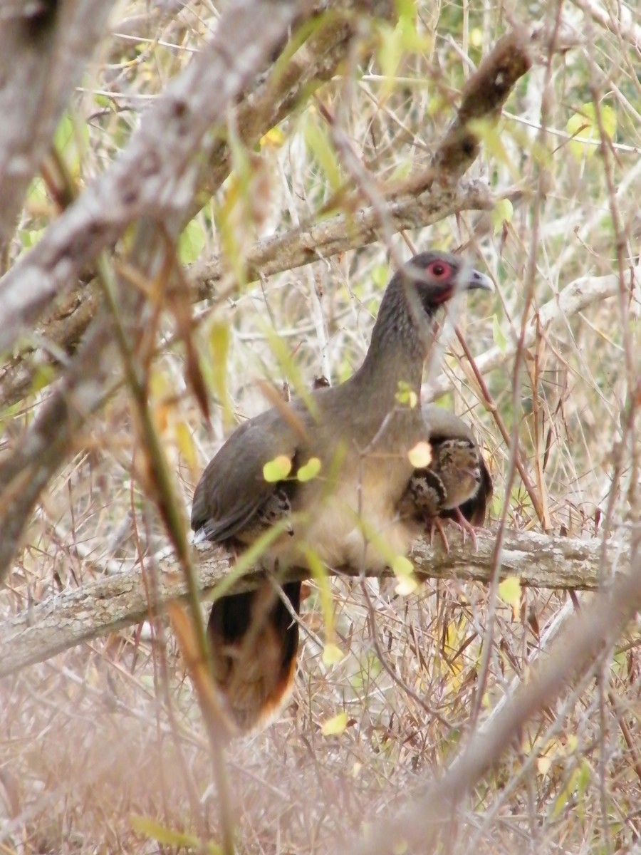 West Mexican Chachalaca - ML531007241