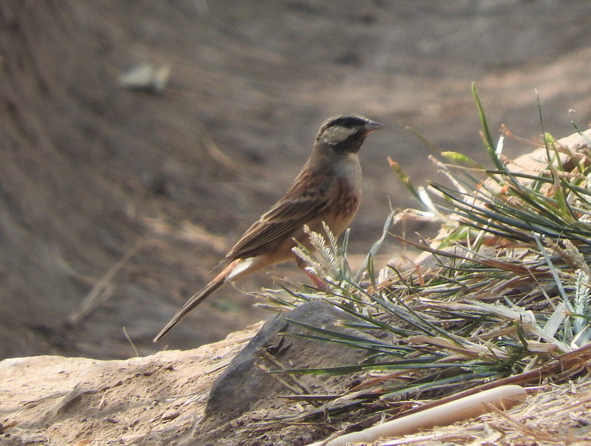 White-capped Bunting - ML531008831
