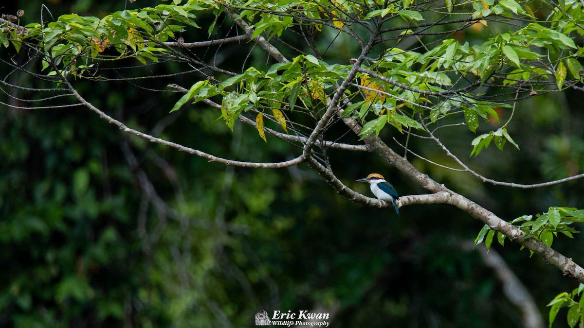 Palau Kingfisher - ML531008931