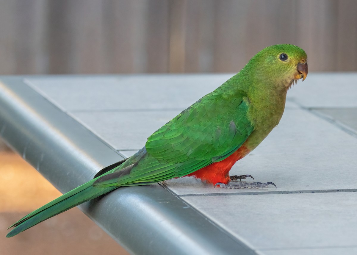 Australian King-Parrot - ML531011661