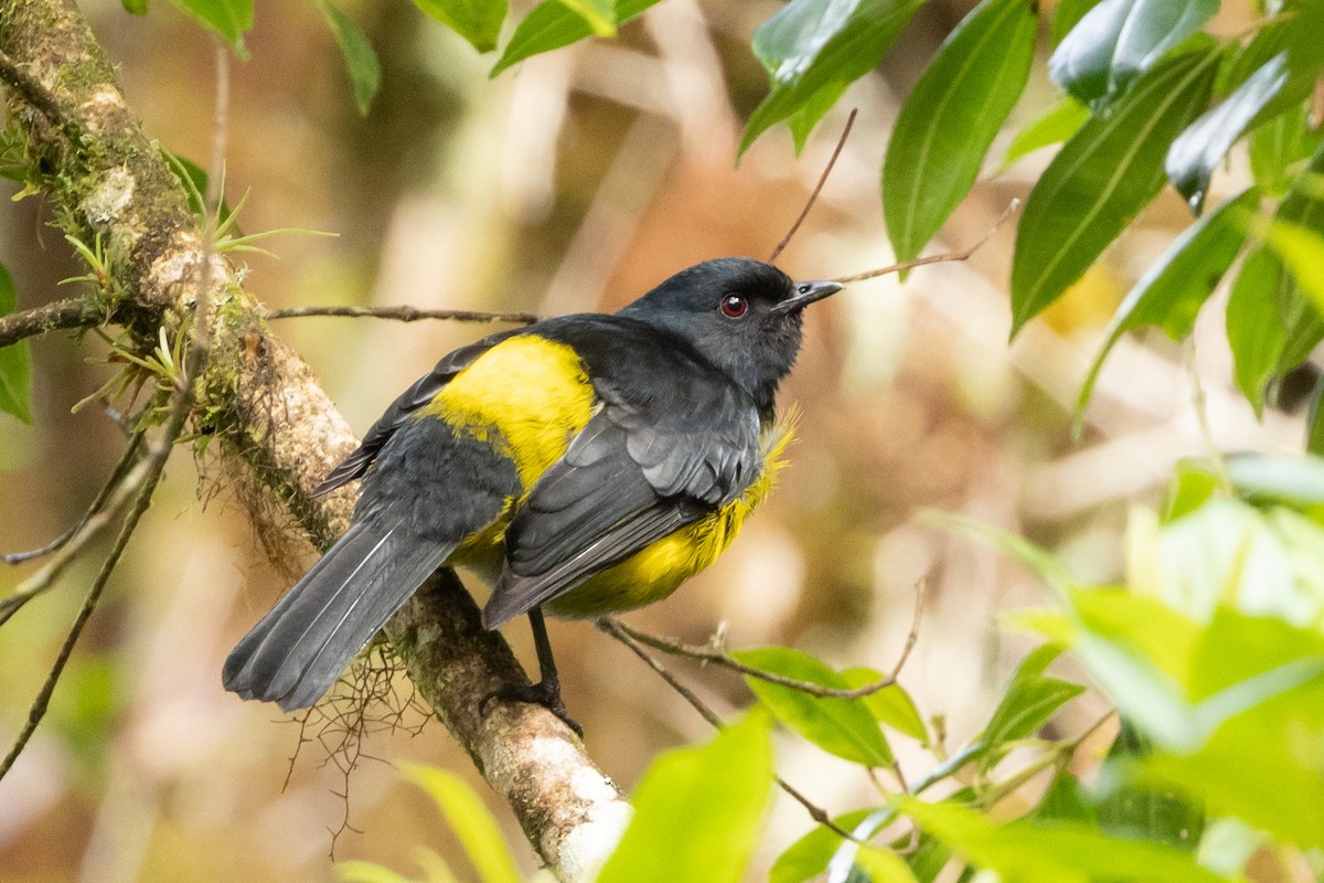 Black-and-yellow Silky-flycatcher - ML531011771
