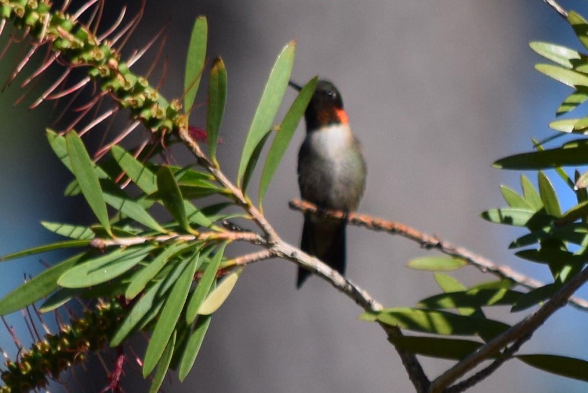 Ruby-throated Hummingbird - ML53101331