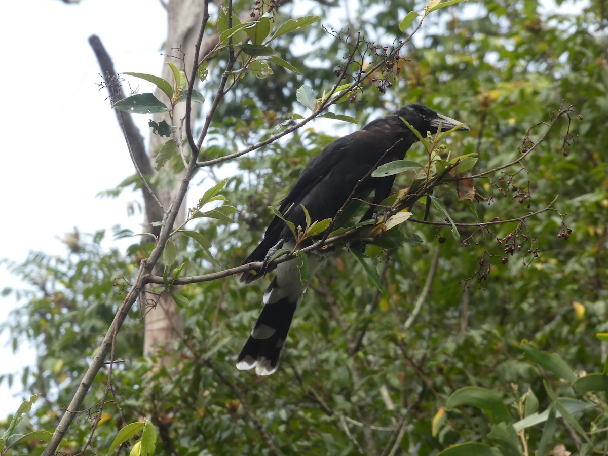 Pied Currawong - ML531013981