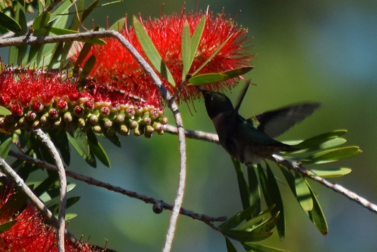Ruby-throated Hummingbird - ML53101441