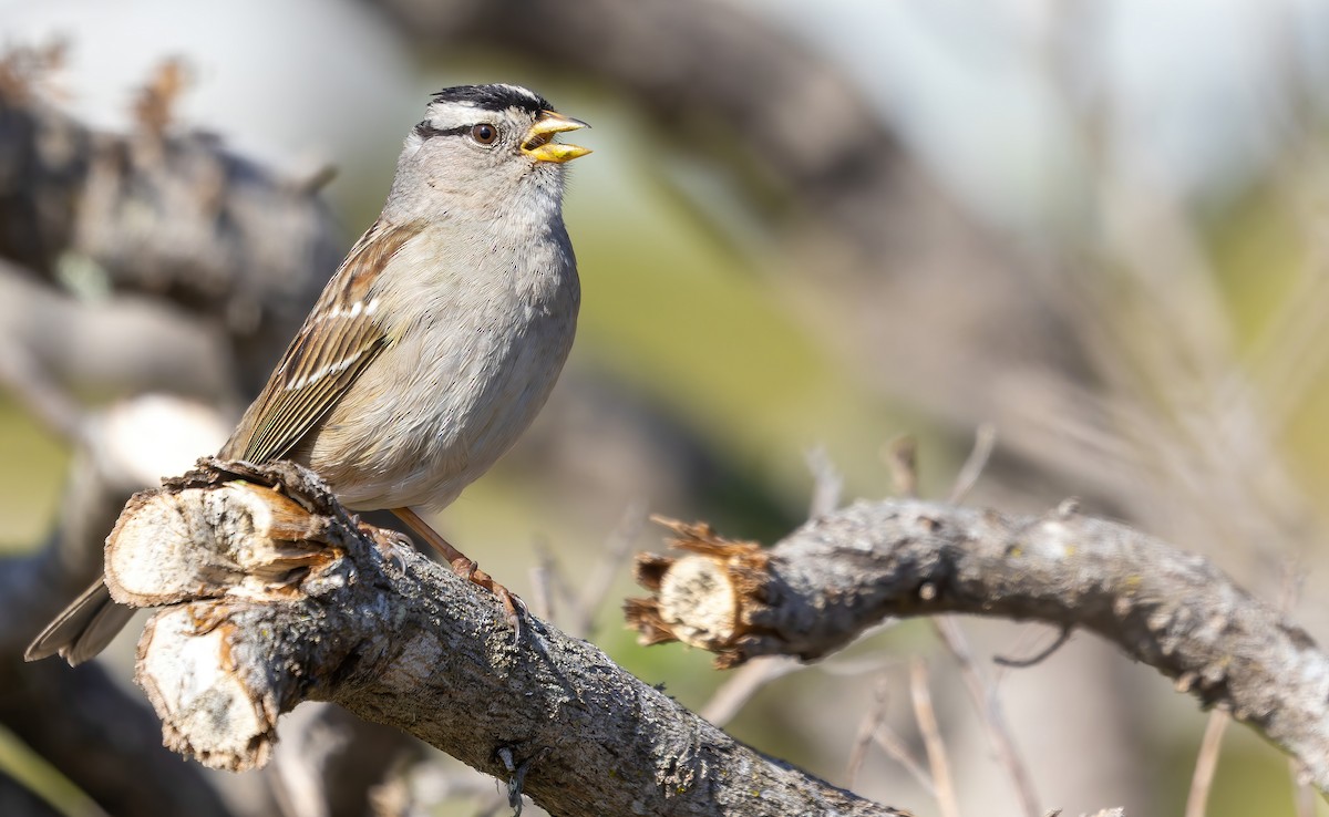 White-crowned Sparrow (nuttalli) - Connor Cochrane