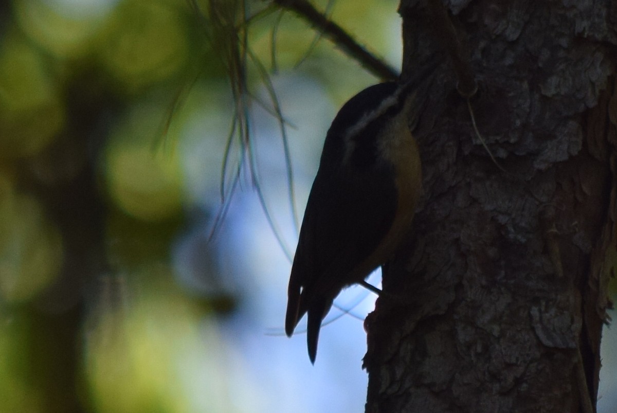 Red-breasted Nuthatch - ML53101701