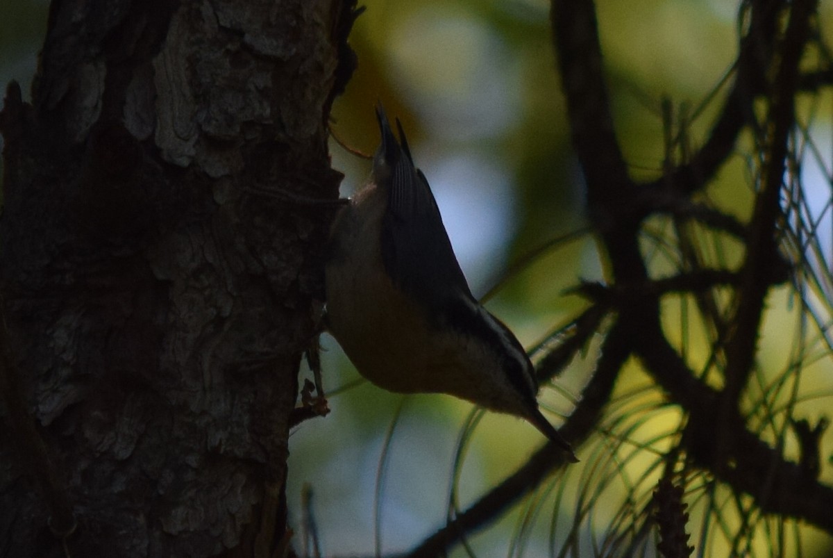 Red-breasted Nuthatch - ML53101781