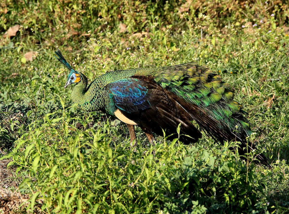 Green Peafowl - Paul Lenrumé