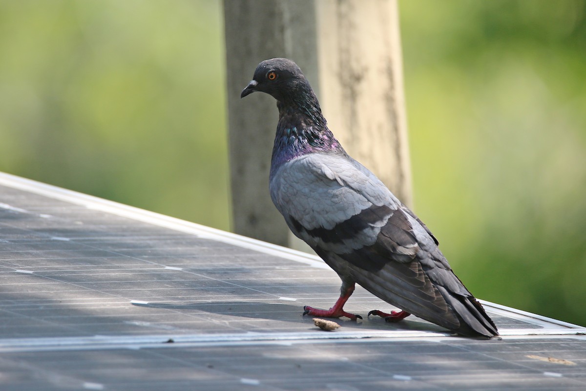 Rock Pigeon (Feral Pigeon) - ML531019271