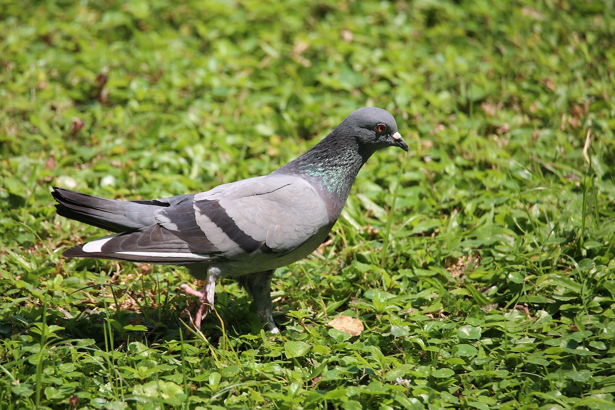 Rock Pigeon (Feral Pigeon) - ML531019281