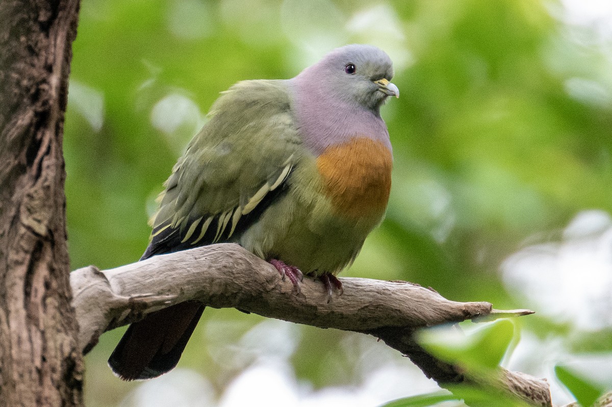 Pink-necked Green-Pigeon - ML531025751