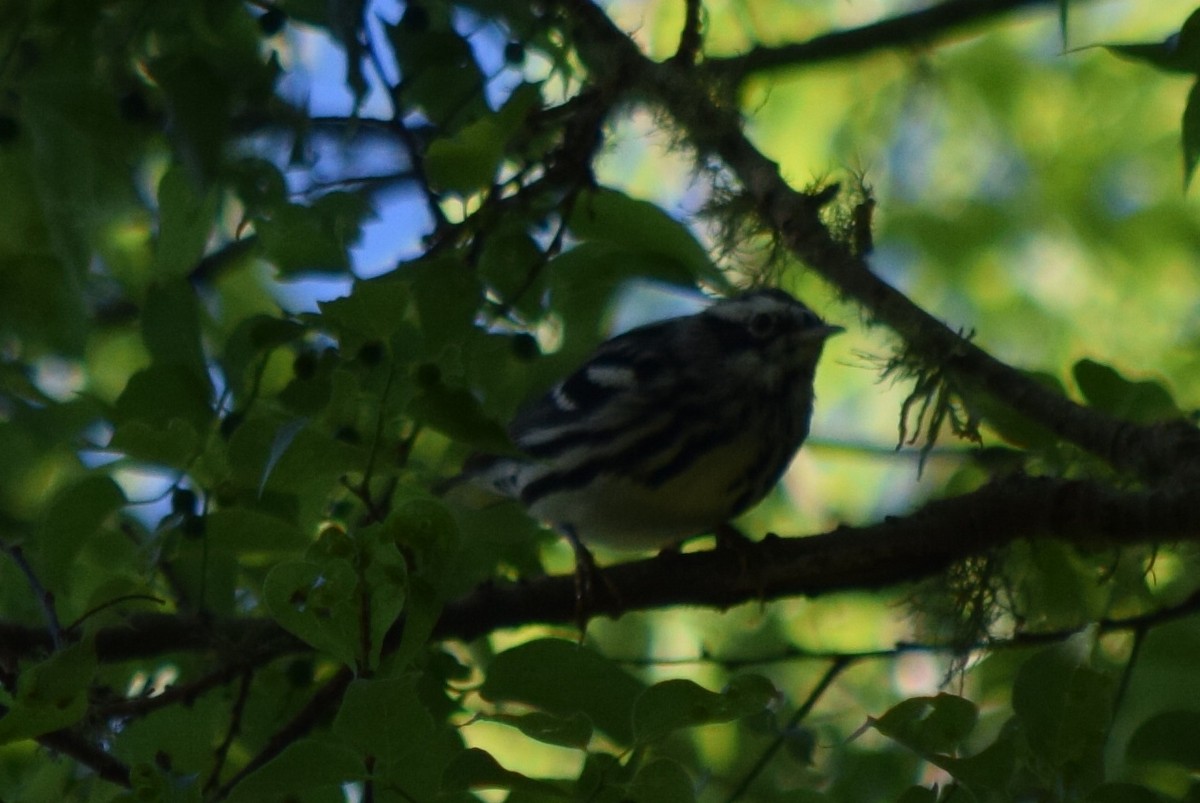 Black-and-white Warbler - ML53102841