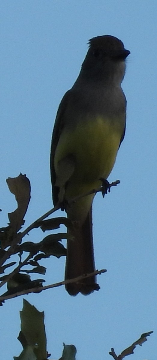 Great Crested Flycatcher - ML531028421