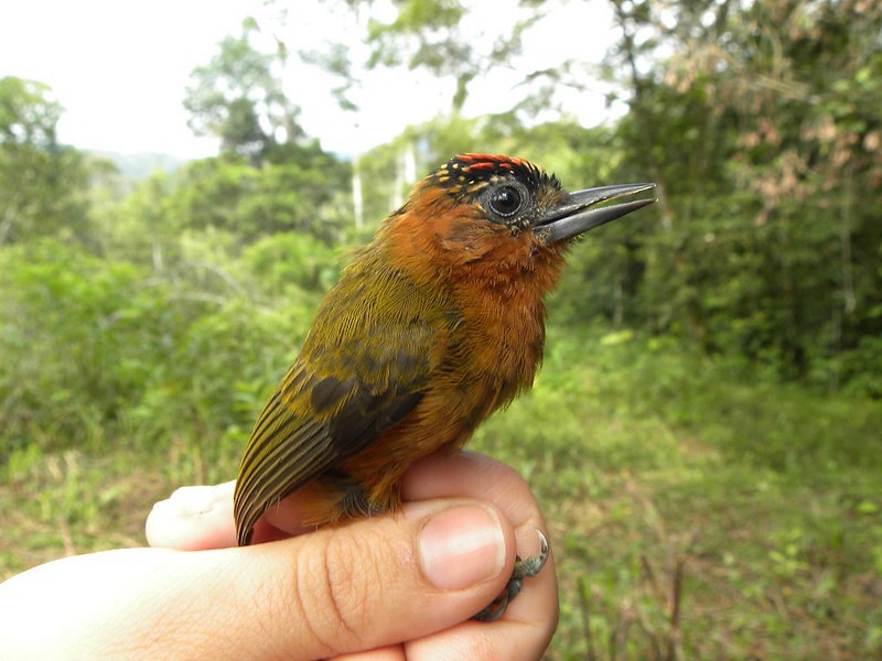 Rufous-breasted Piculet - ML531028491