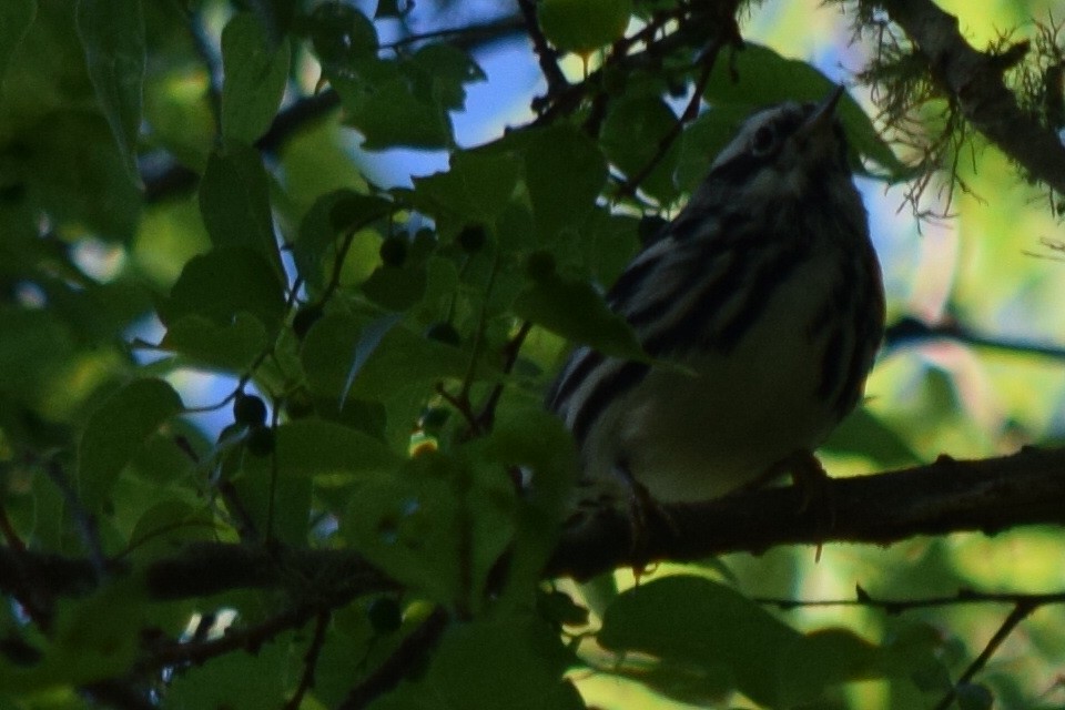 Black-and-white Warbler - ML53102861