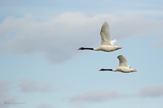 Black-necked Swan, ML531029281