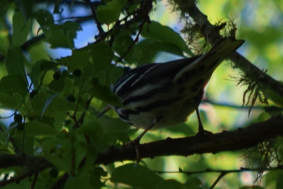 Black-and-white Warbler - ML53103001