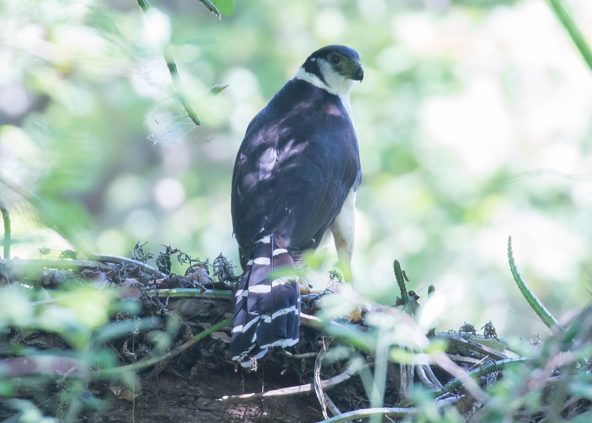 Collared Forest-Falcon - Patrick Van Thull