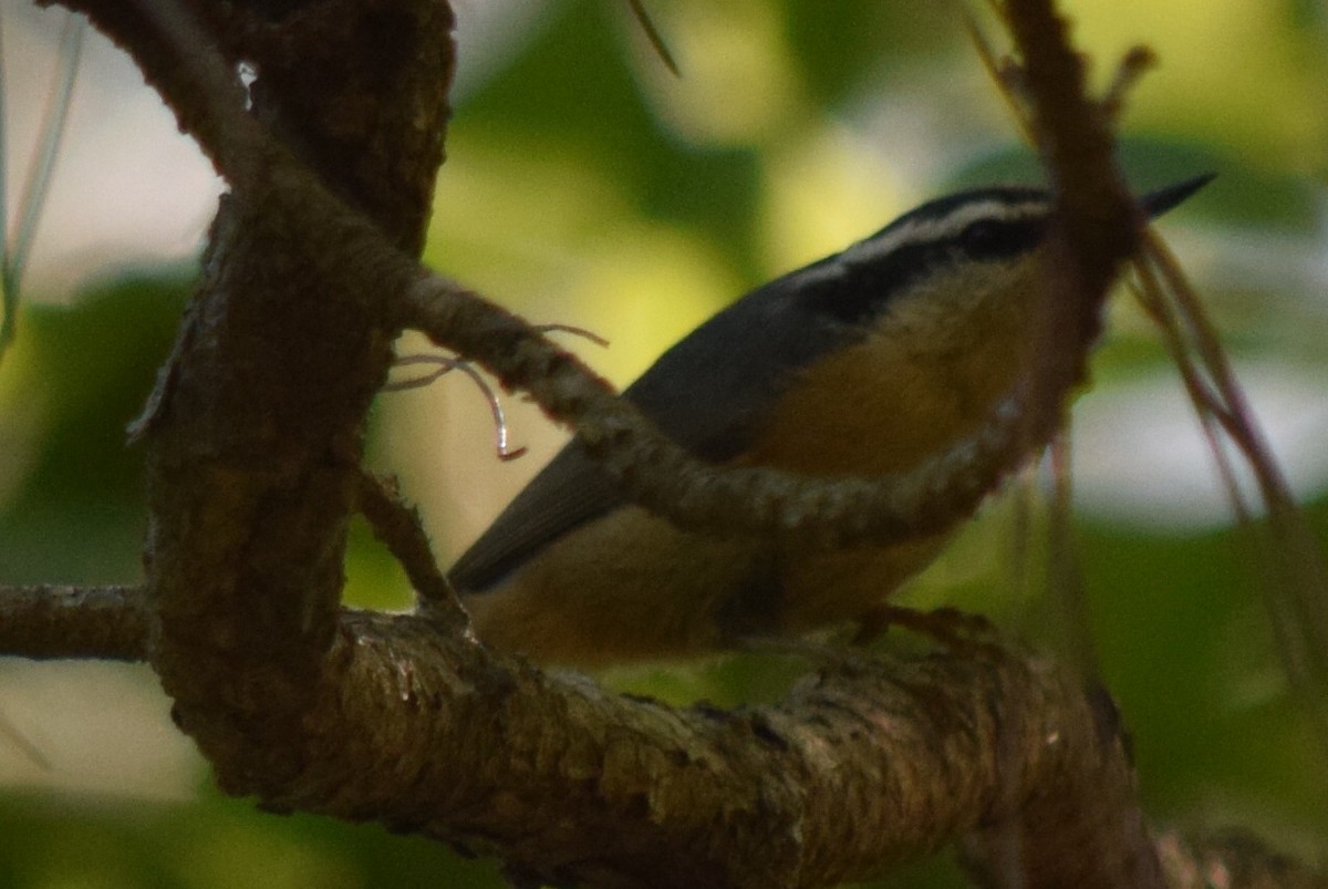 Red-breasted Nuthatch - ML53103291