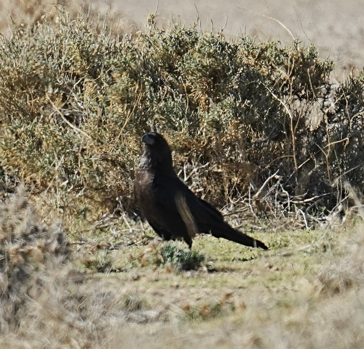Brown-necked Raven - ML531034381