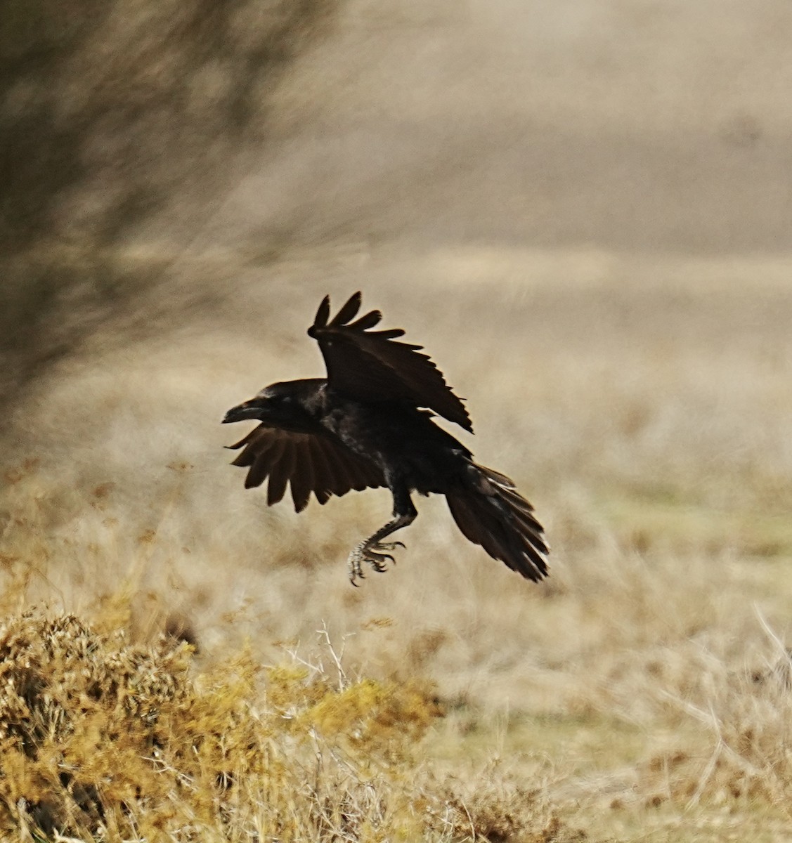 Brown-necked Raven - ML531034391