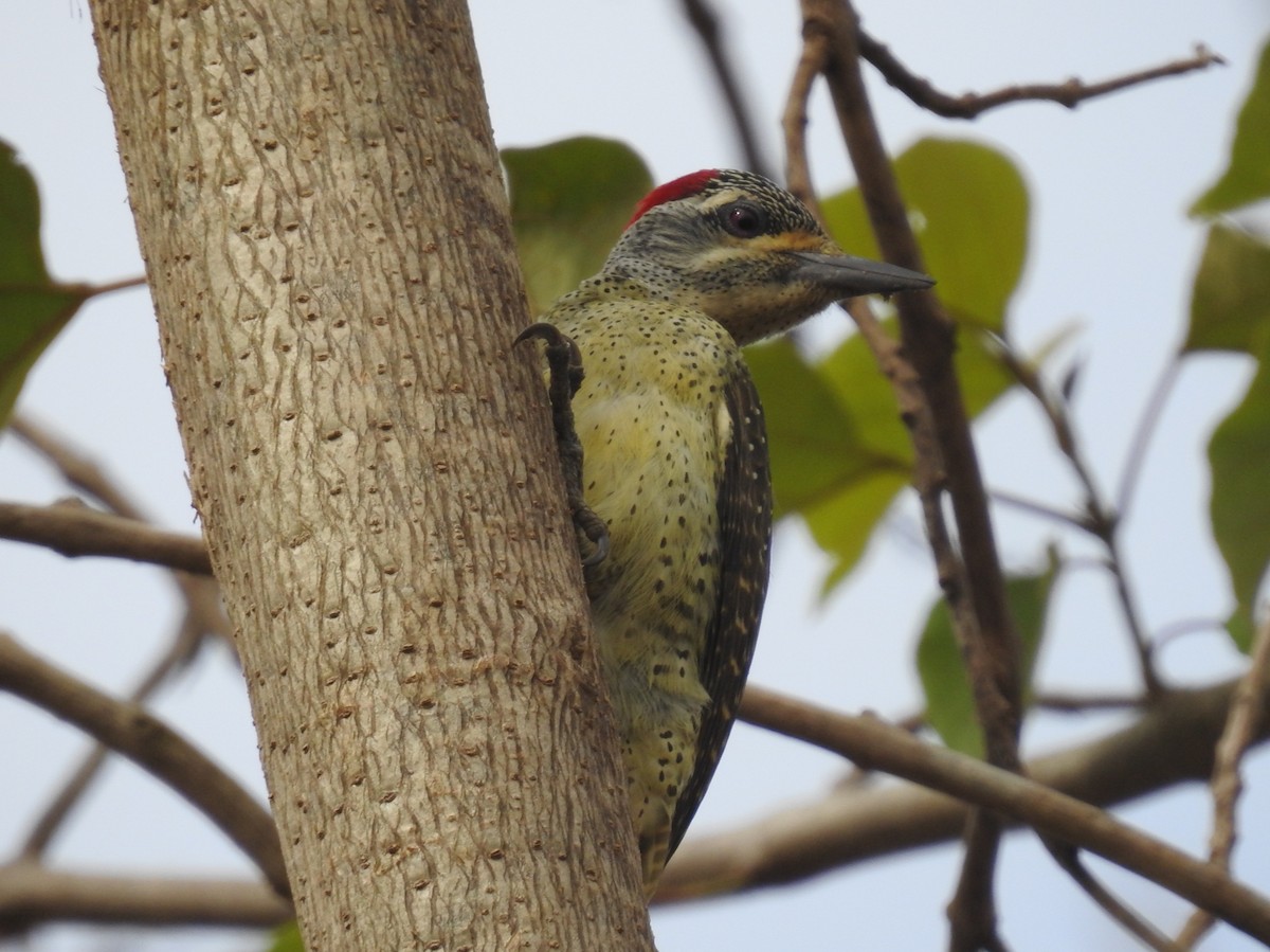 Fine-spotted Woodpecker - David Cristóbal Huertas