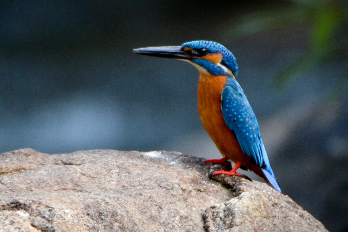 Common Kingfisher - Krishnamoorthy Muthirulan