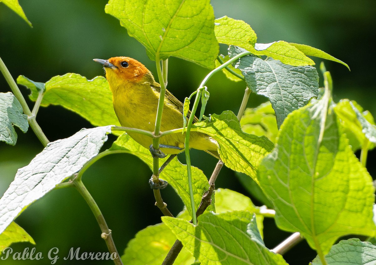 Rust-and-yellow Tanager - ML531038521