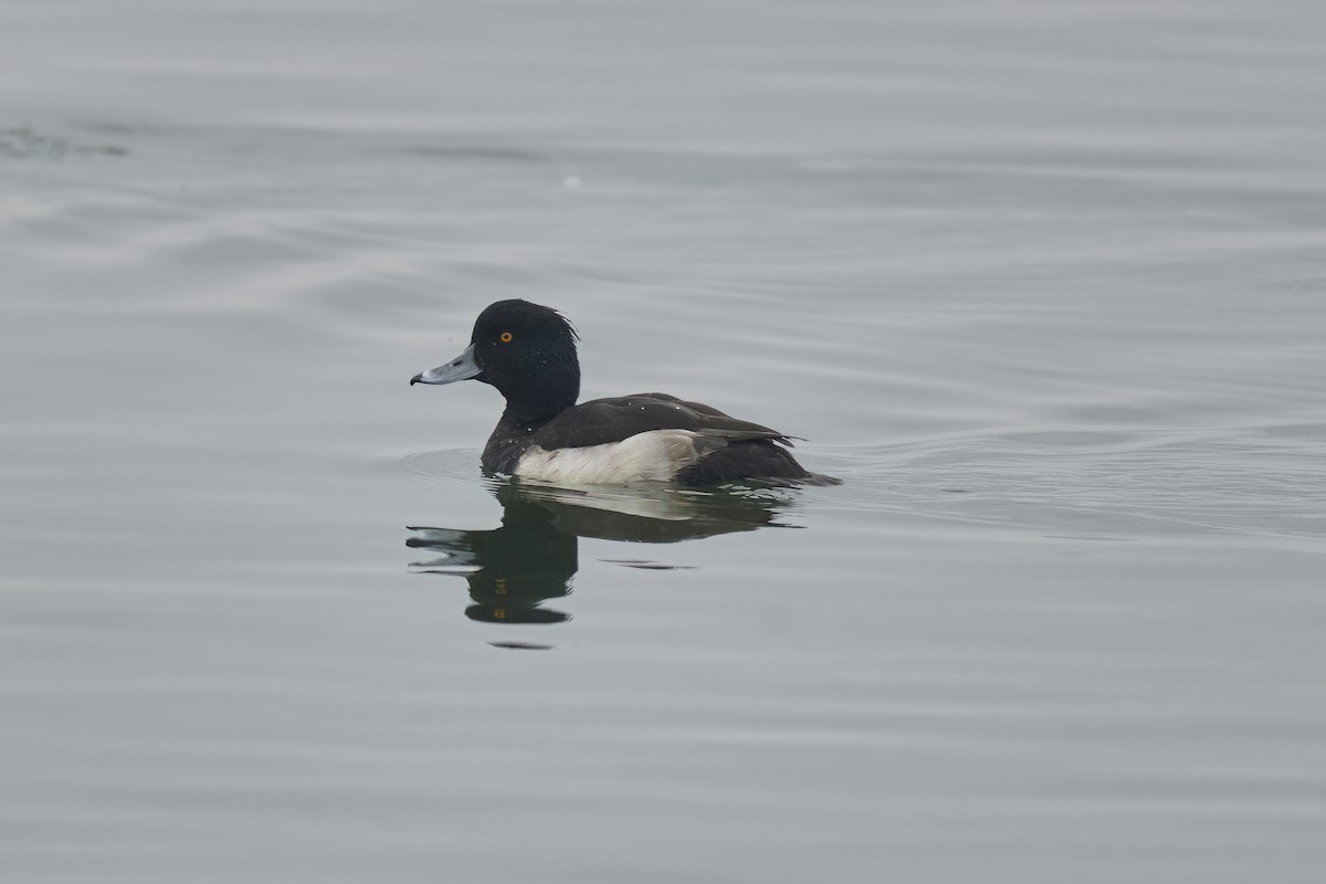 Tufted Duck - ML531038601