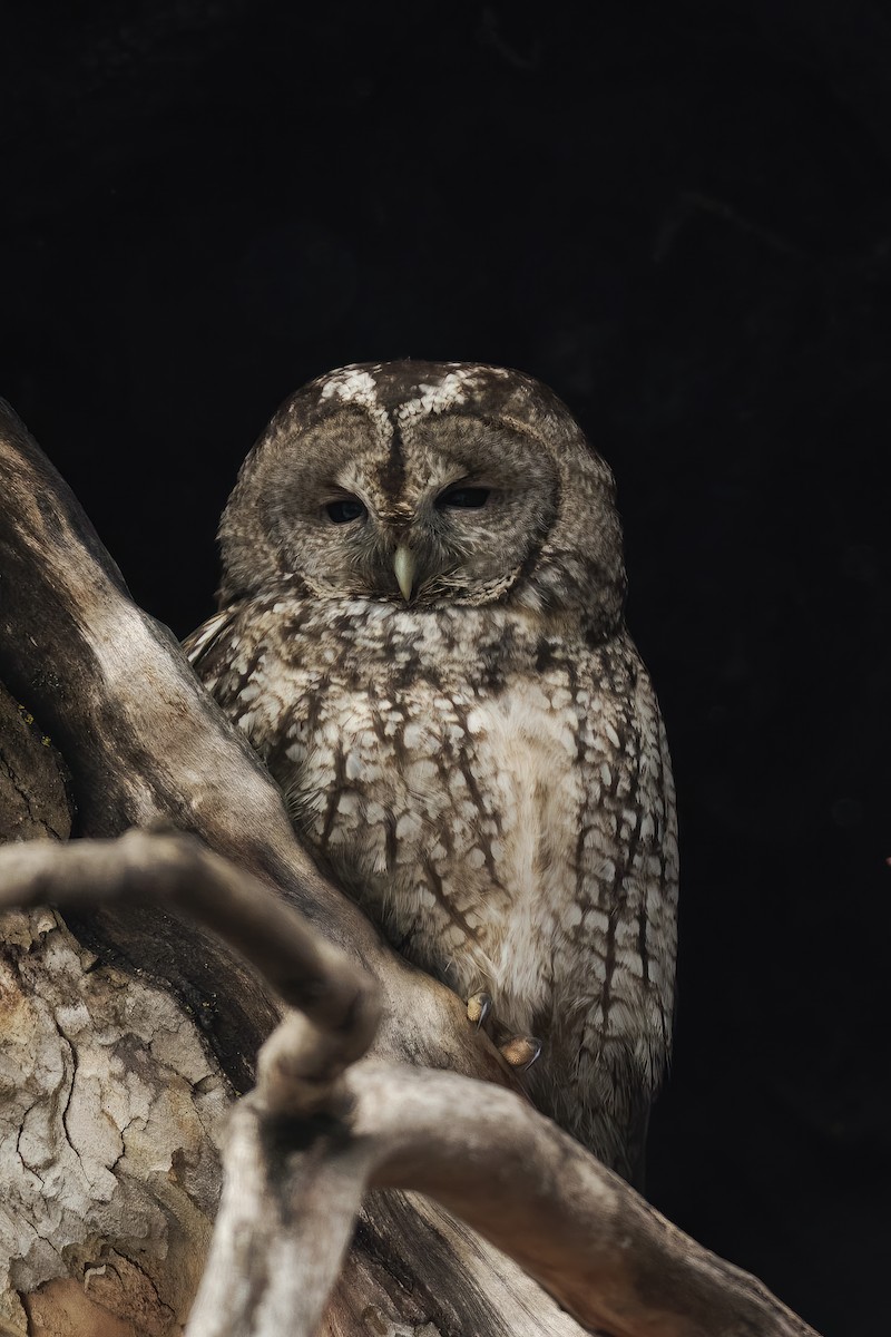 Tawny Owl - ML531038681