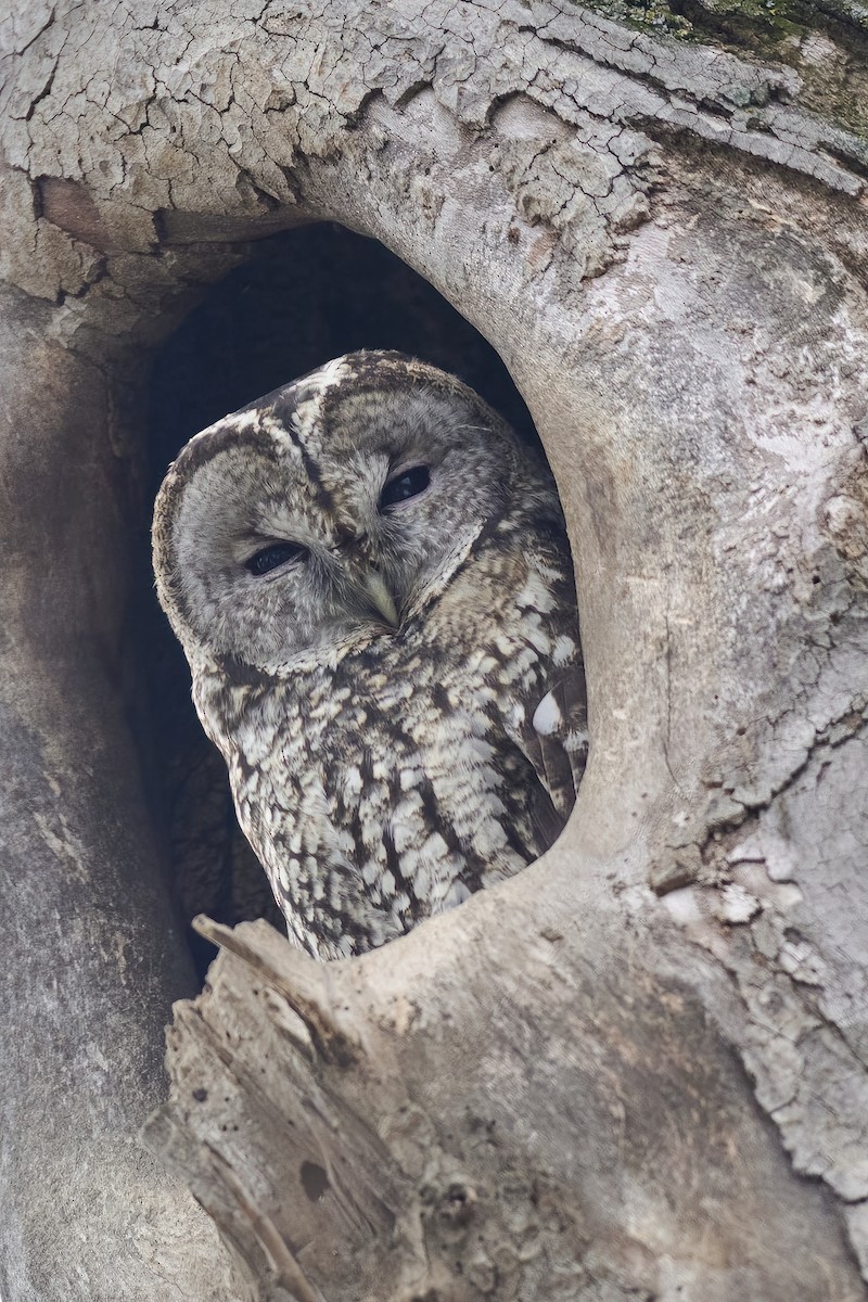 Tawny Owl - ML531038701
