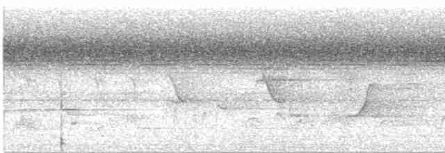 Bar-tailed Trogon - ML531039581