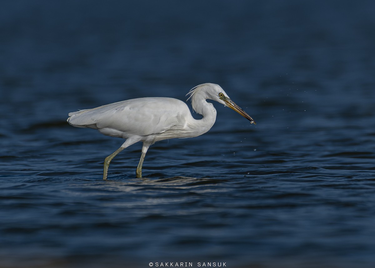 Chinese Egret - Sakkarin Sansuk